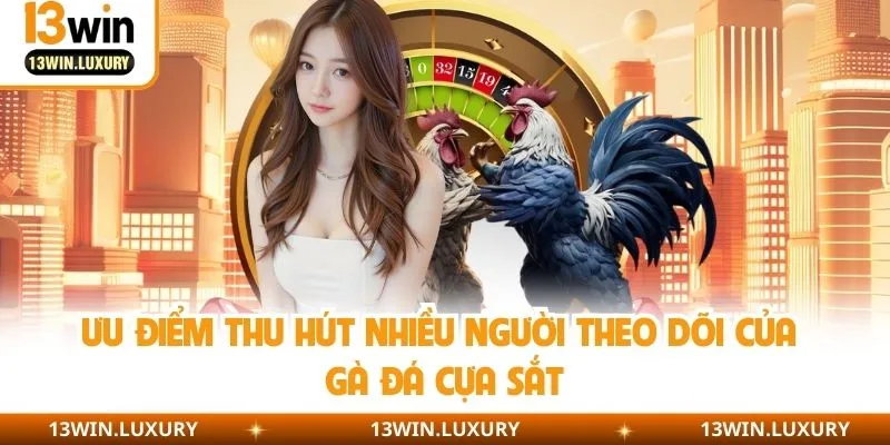 Ưu điểm thu hút nhiều người theo dõi của gà đá cựa sắt