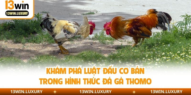 Khám phá luật đấu cơ bản trong hình thức đá gà Thomo