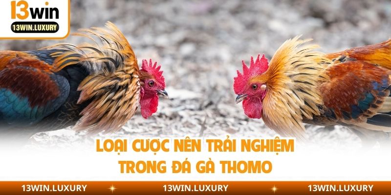 Loại cược nên trải nghiệm trong đá gà Thomo